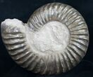 Large Coroniceras Ammonite From France - Wide #11318-3